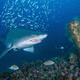 A citizen-scientist photo of a female sand tiger shark swimming near a shipwreck.